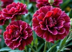 Oryginalny obrazek