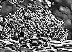 Skamielina
