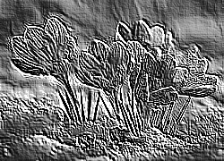 Skamielina