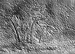 Skamielina