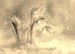 Szary + Sepia