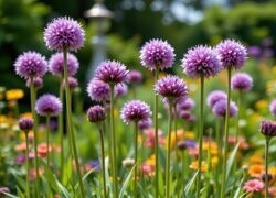 Oryginalny obrazek