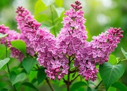 Oryginalny obrazek