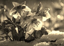 Szary + Sepia