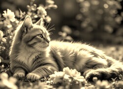 Szary + Sepia