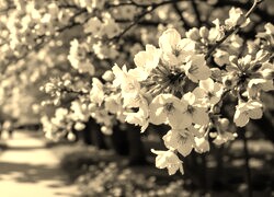 Szary + Sepia