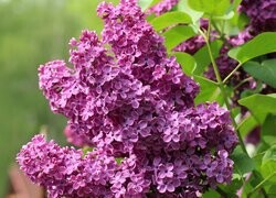 Oryginalny obrazek