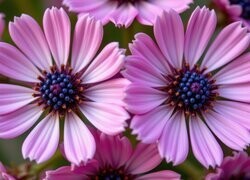 Oryginalny obrazek