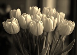 Szary + Sepia