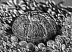 Skamielina