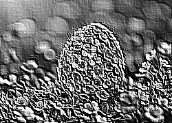 Skamielina