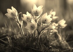 Szary + Sepia