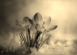 Szary + Sepia