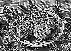 Skamielina