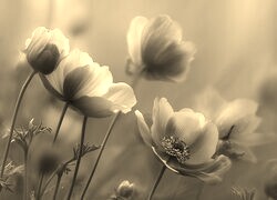Szary + Sepia