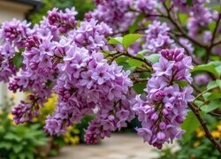 Oryginalny obrazek