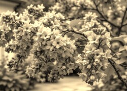 Szary + Sepia