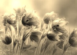 Szary + Sepia