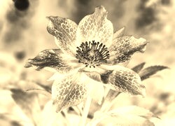 Sepia + Negatyw