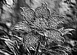 Skamielina