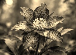Szary + Sepia