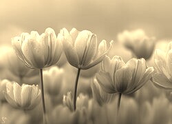 Szary + Sepia