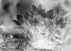 Szary + Negatyw