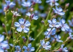 Oryginalny obrazek