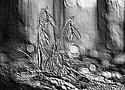 Skamielina