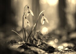 Szary + Sepia