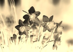 Sepia + Negatyw