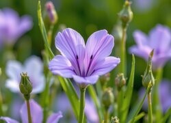 Oryginalny obrazek