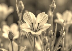 Szary + Sepia