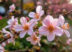 Oryginalny obrazek