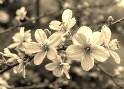 Szary + Sepia