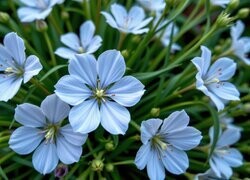 Oryginalny obrazek