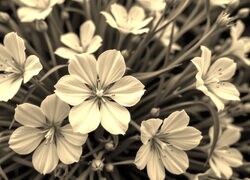 Szary + Sepia