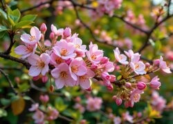 Oryginalny obrazek