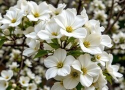 Oryginalny obrazek