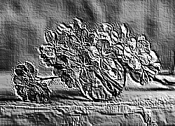 Skamielina