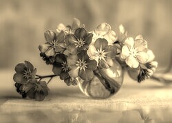 Szary + Sepia