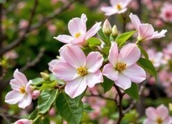 Oryginalny obrazek