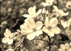 Szary + Sepia