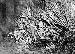 Skamielina