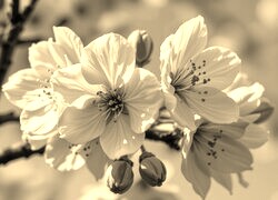 Szary + Sepia