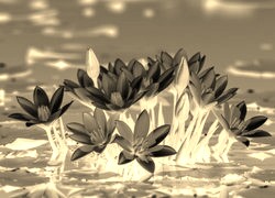 Sepia + Negatyw