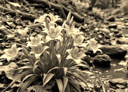 Szary + Sepia