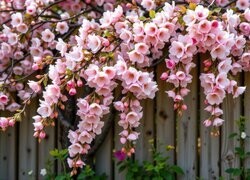 Oryginalny obrazek