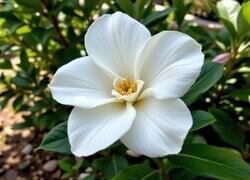 Oryginalny obrazek