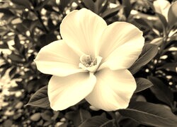Sepia